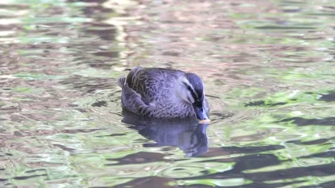 Mallard Duck Stock Footage 235785762