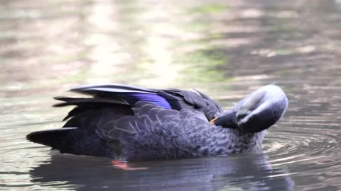 Mallard Duck Stock Footage 235785812