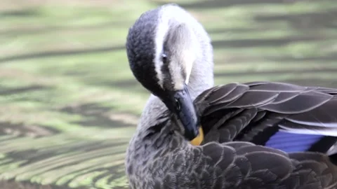 Mallard Duck Stock Footage 235785827