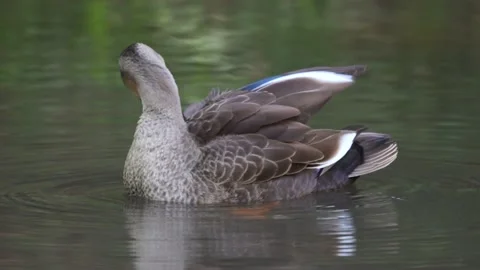 Mallard duck Stock Footage 235785833