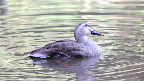 Mallard Duck Stock Footage 235785837