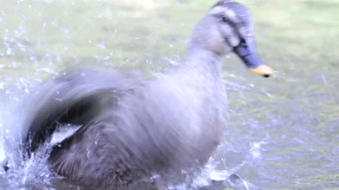 Mallard Duck Stock Footage 235785860