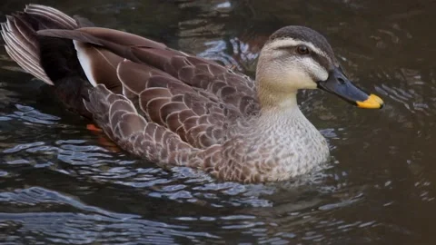 Mallard Duck Stock Footage 237138424