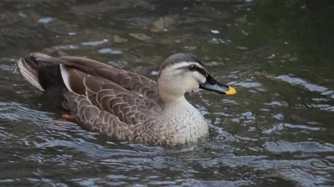 Mallard Duck Stock Footage 237138450