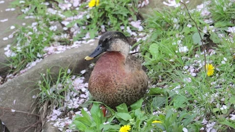 Mallard Duck Stock Footage 237175880