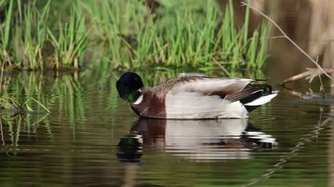 Mallard duck 스톡 동영상 278230418