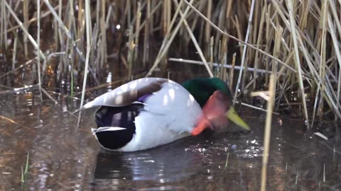 Mallard duck Stock Footage 305391694