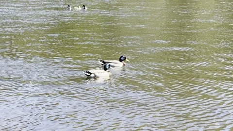 Mallard duck Stock Footage 306018540