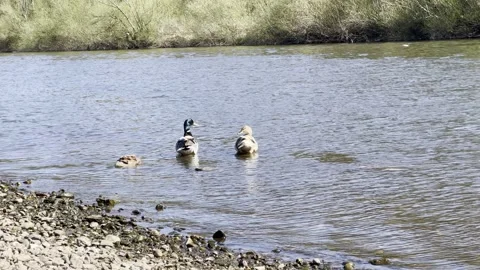 Mallard duck Stock Footage 306018568