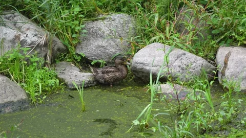 Mallard duck foraging in algae covered pond among rocks Stock Footage 344728006