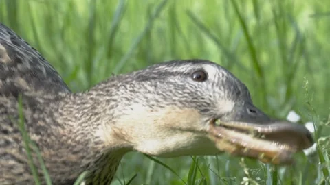 Mallard Duck Foraging Close-Up - 4K Slow Motion Macro Shot Vídeos de archivo 335255574