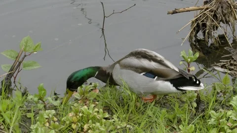 Mallard Duck Foraging in Grass and Washing Food in Water Vídeos de archivo 334855430