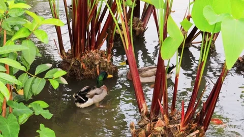 Mallard duck foraging under beautiful  red Thalia geniculata tree in  pond. 4K. Stock Footage 259695767