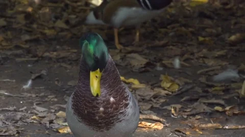 Mallard duck frontal view Stock Footage 81772758