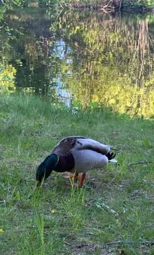 Mallard Duck Grass Stock Photos