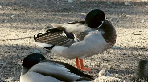 Mallard Duck Grooming Stock Footage 10680036