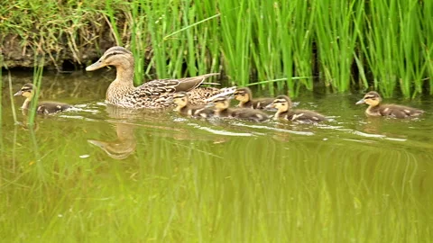 Mallard duck with group of small fluffy ducklings Stock Footage 240672661