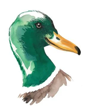 Mallard duck head Stock Illustration