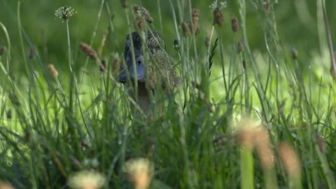 Mallard Duck Hidden in Tall Grass Looking Around in 4K Slow Motion Stock Footage 337227699