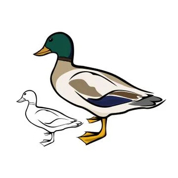Mallard duck Ilustração Stock
