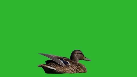 Mallard duck isolated on green screen background for video editing. Stock Footage 337323720