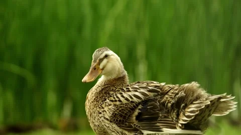 A Mallard duck keeping an eye on the camera Video stock 332856009