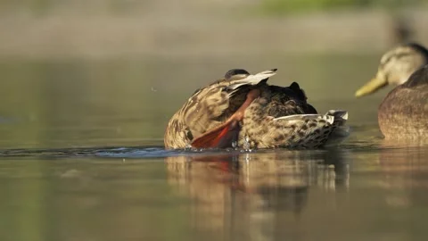 Mallard Duck Kicking With Foot While Floating on Calm Water 库存影片 342132675