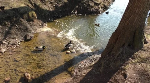 Mallard duck on the lake 스톡 동영상 47855899
