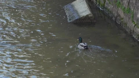 Mallard duck on the lake Video stock 196265271