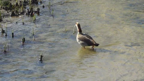 Mallard duck on the lake Stockbeeldmateriaal 196265272