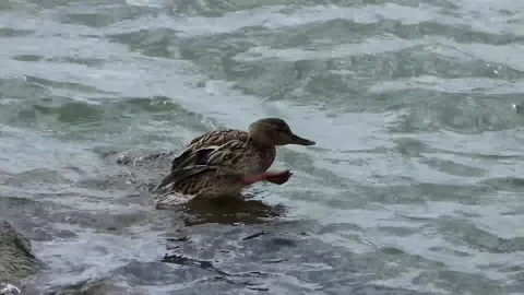 A mallard duck in the lake Video stock 236745006