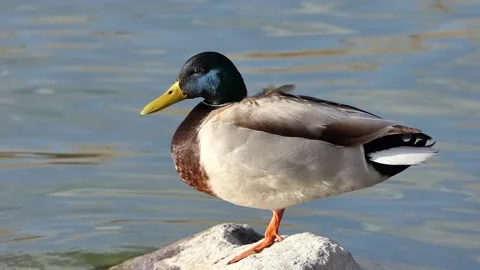 A mallard duck in the lake Video stock 237683745