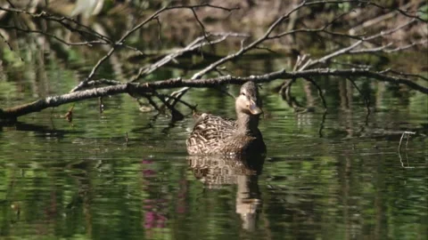 Mallard duck on a lake in spring Stock Footage 262743827