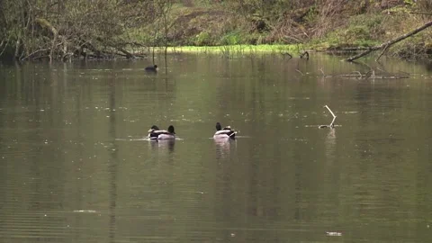 Mallard duck on a lake in spring Stock Footage 263876872