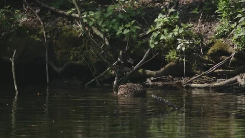 Mallard duck on a lake in spring looking for food Stock Footage 262743835
