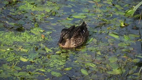 Mallard duck in leafy river Stock Footage 285132698