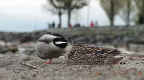 Mallard duck male and female Leman lake switzerland Stock Footage