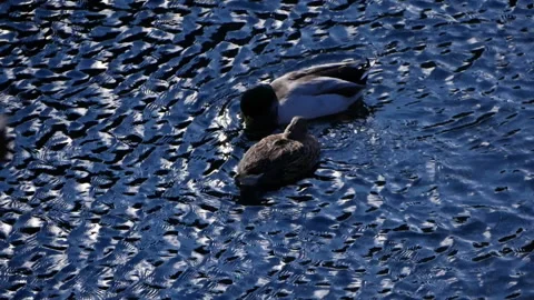 Mallard duck mating behavior on lake water. Male and female copulating in Stock Footage 317555091
