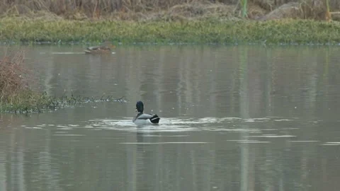 Mallard Duck Mating, Behavior Rituals Before and After 스톡 동영상 296254972