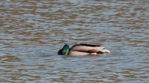 Mallard Duck Mating on a Lake	 Stock Footage 304070582