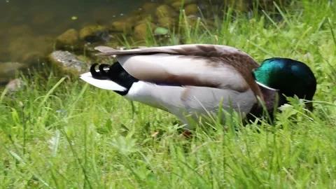 Mallard Duck Moving Through Green Grass Near Water Vídeos de archivo 310966296