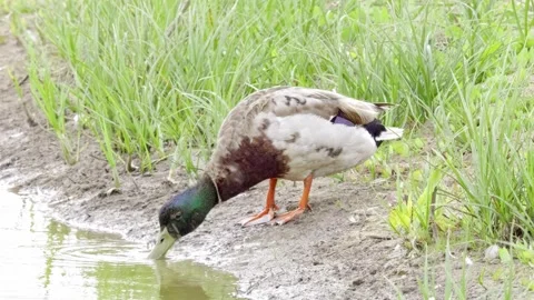 Mallard duck moving through the marshlands looking for food Stock-Footage 244549445