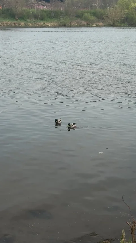 Mallard duck pair glides smoothly across tranquil river surface, male bird Stock Footage 332834675