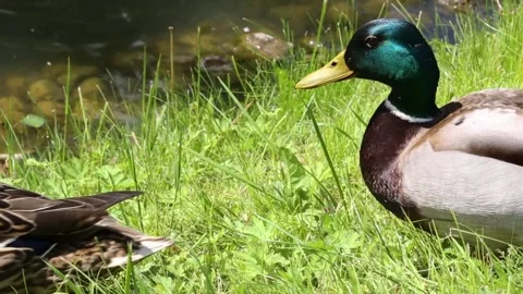 Mallard Duck Pair Resting on Green Grass by Pond Видео 313355890