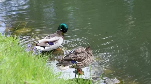 Mallard duck pair swimming closely along lush grassy pond bank Video stock 310142753
