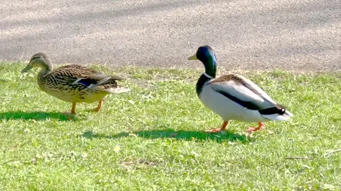 Mallard duck pair walking in the  park Stock Footage 306016189