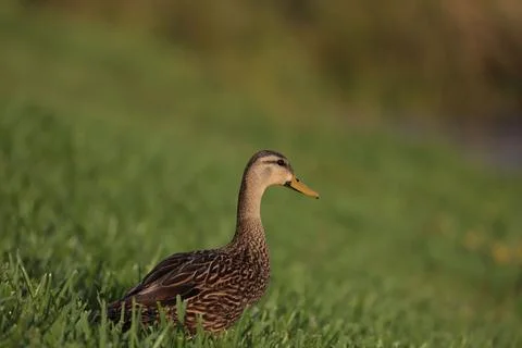 Mallard duck perched on a grassy patch of land. Foto stock