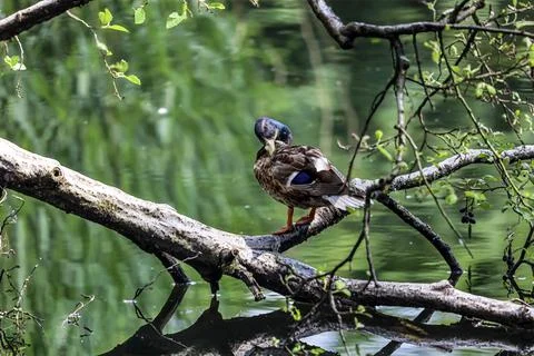 A mallard duck perches on a fallen tree branch over calm water Stock Photos