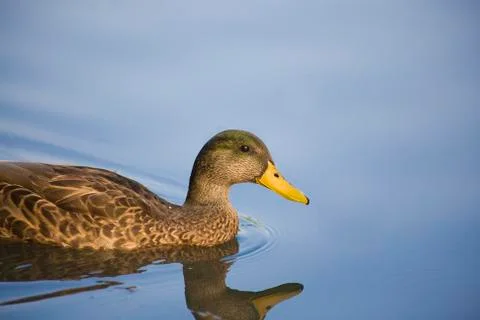 Mallard Duck Stock Photos