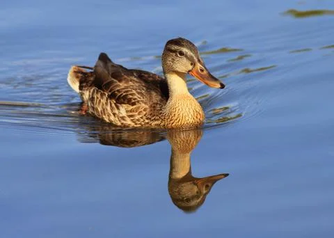 Mallard duck Stock Photos